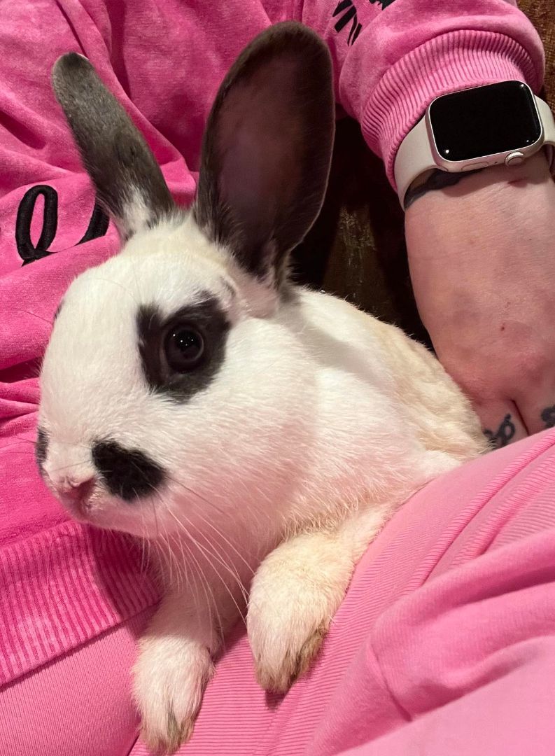 Jupiter, a Adopted mixed breed in Wichita, KS image 2/6