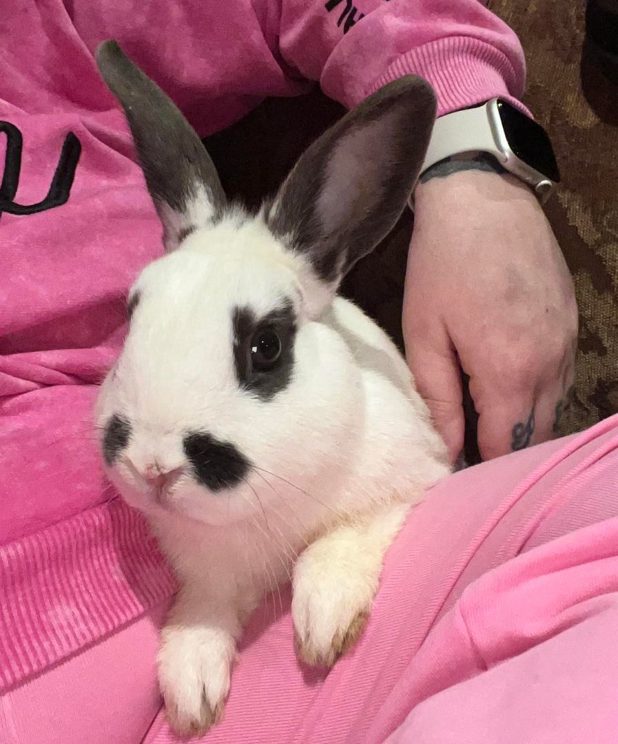 Jupiter, a Adopted mixed breed in Wichita, KS image 3/6