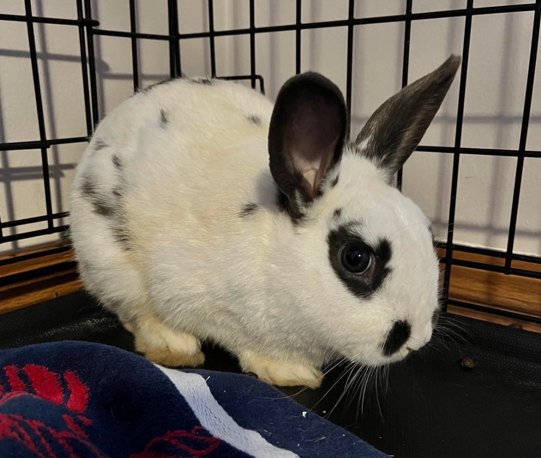 Jupiter, a Adopted mixed breed in Wichita, KS image 4/6