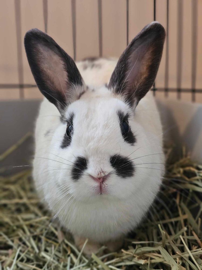 Jupiter, a Adopted mixed breed in Wichita, KS image 5/6