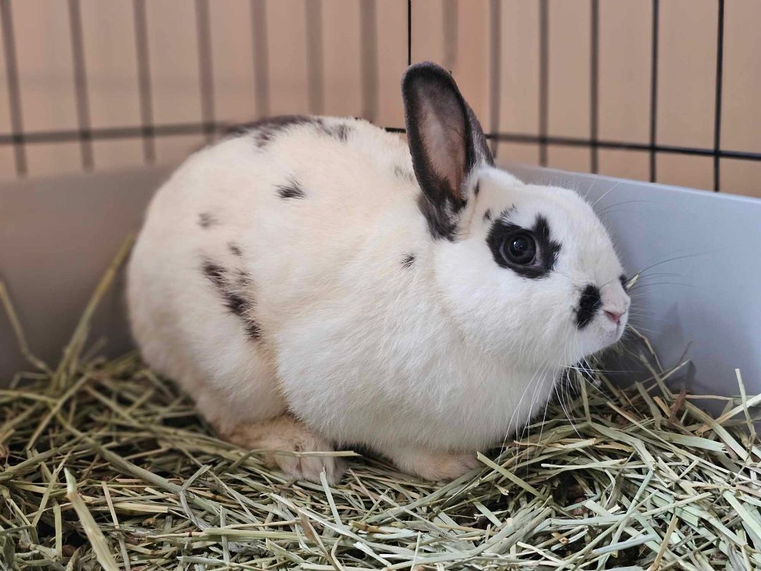 Jupiter, a Adopted mixed breed in Wichita, KS image 6/6