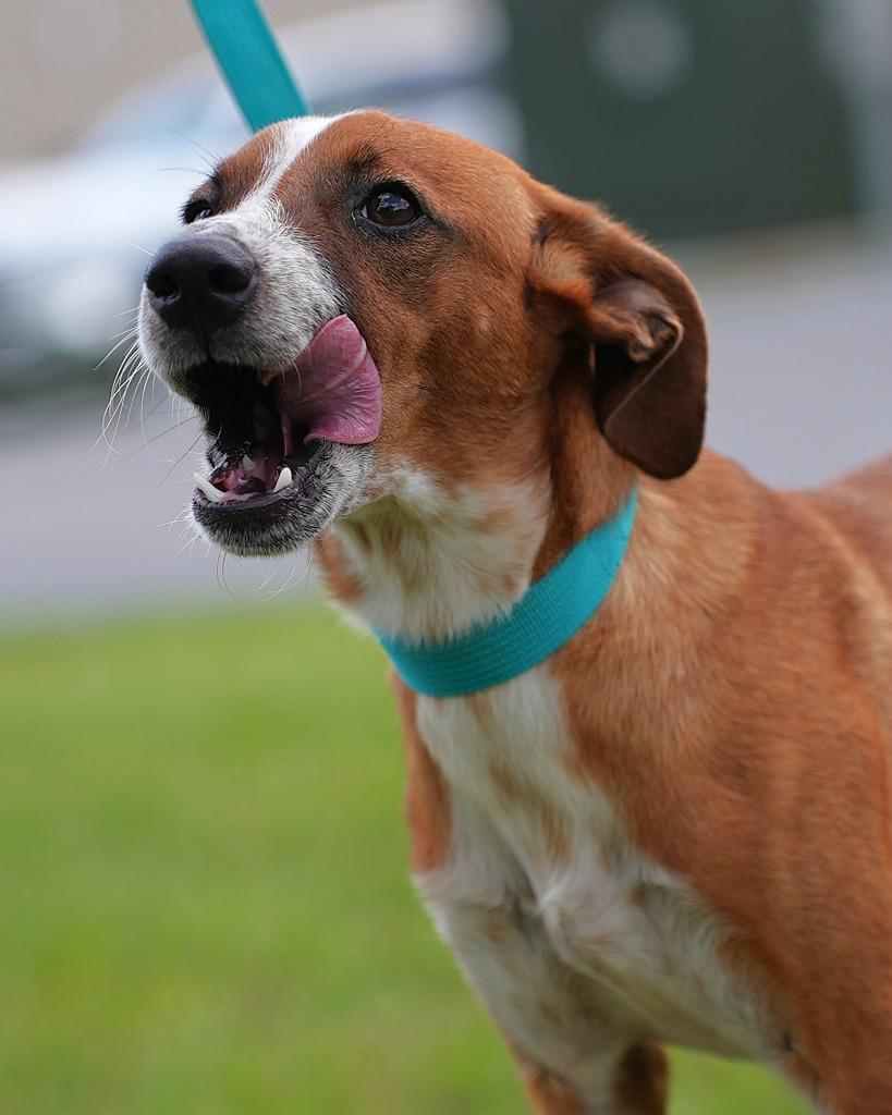 Holmes, Adoptable, Young Male Terrier.