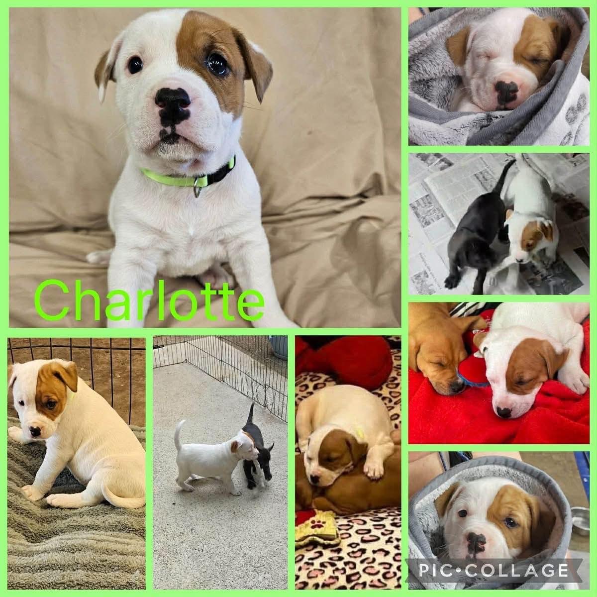 Enlarge Charlotte, an adopted mixed breed in Forked River, NJ image 1/1