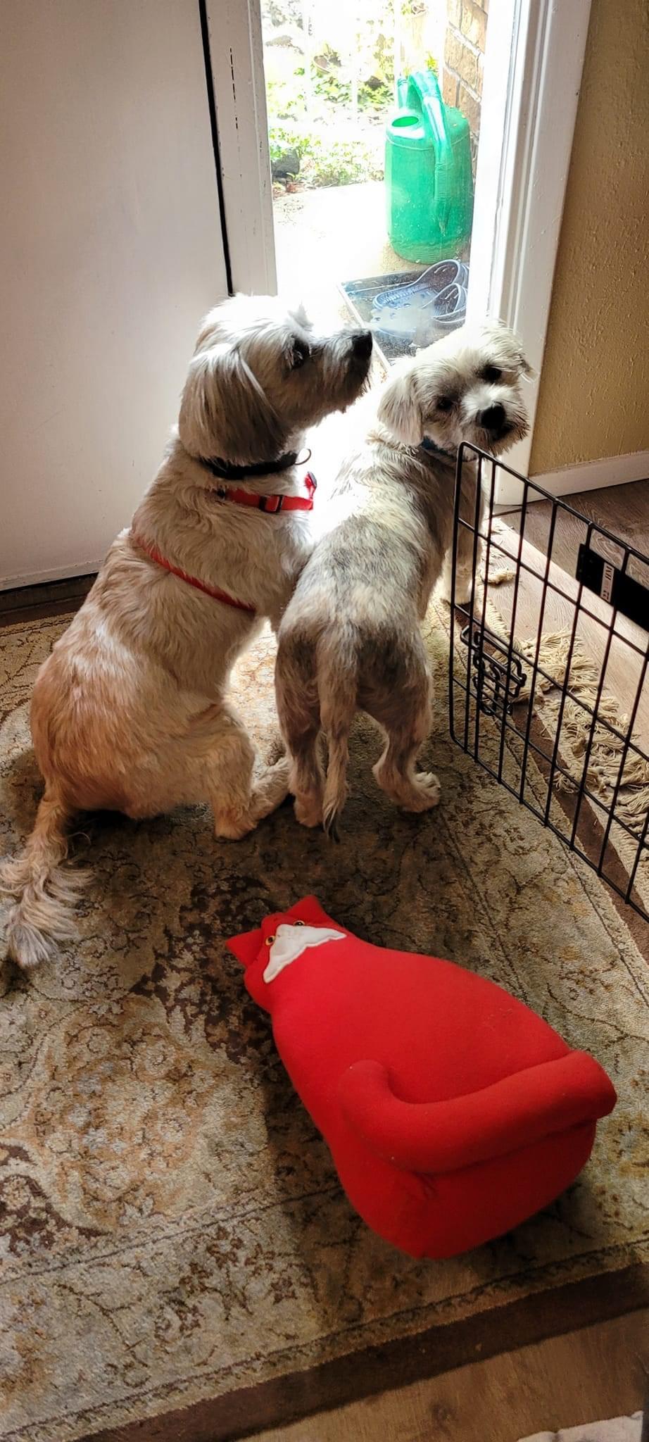 Enlarge Scrappy, a Adopted Terrier in Tacoma, WA image 6/6