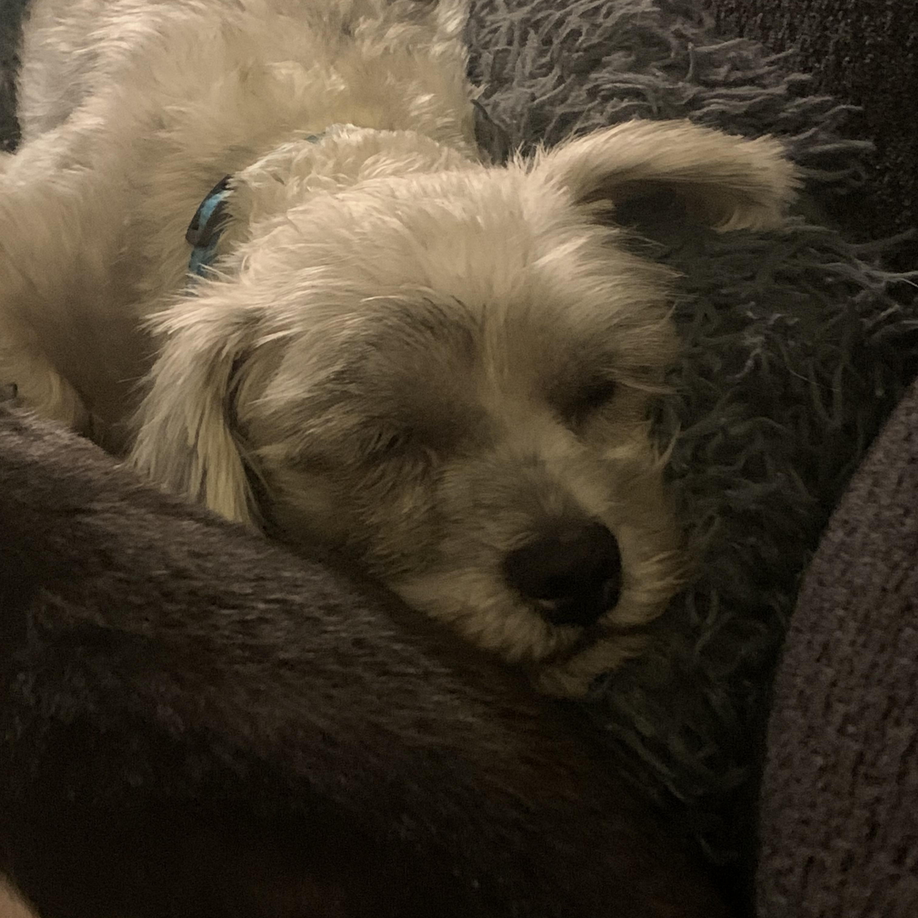 Enlarge Scrappy, a Adopted Terrier in Tacoma, WA image 2/6