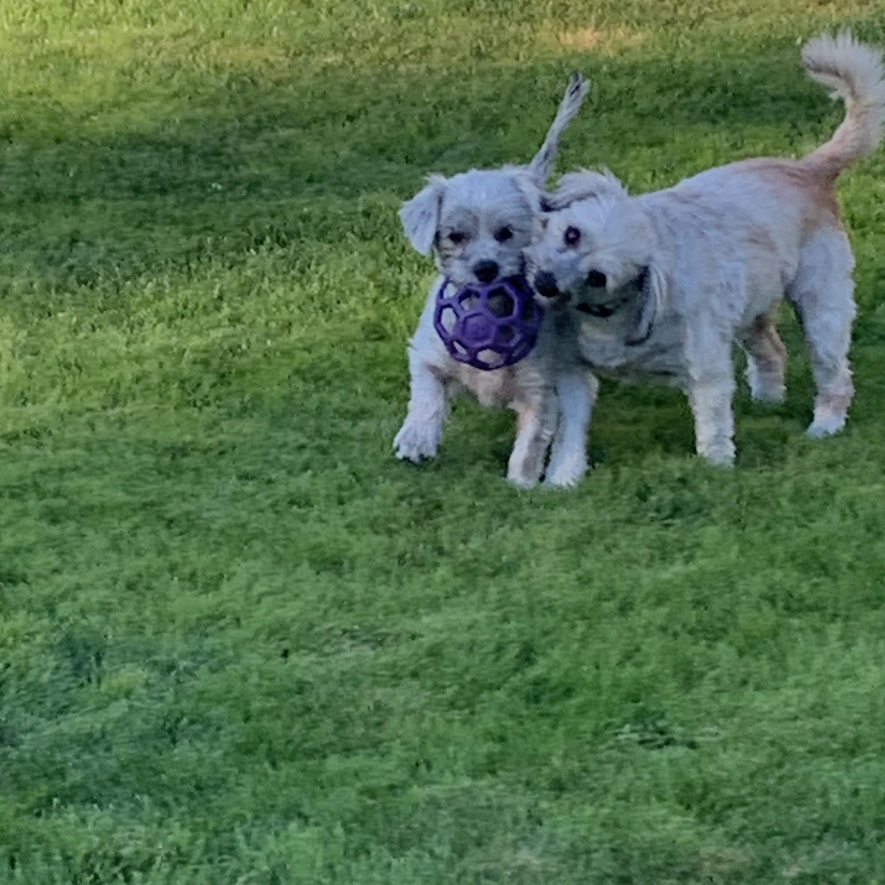 Enlarge Scrappy, a Adopted Terrier in Tacoma, WA image 4/6