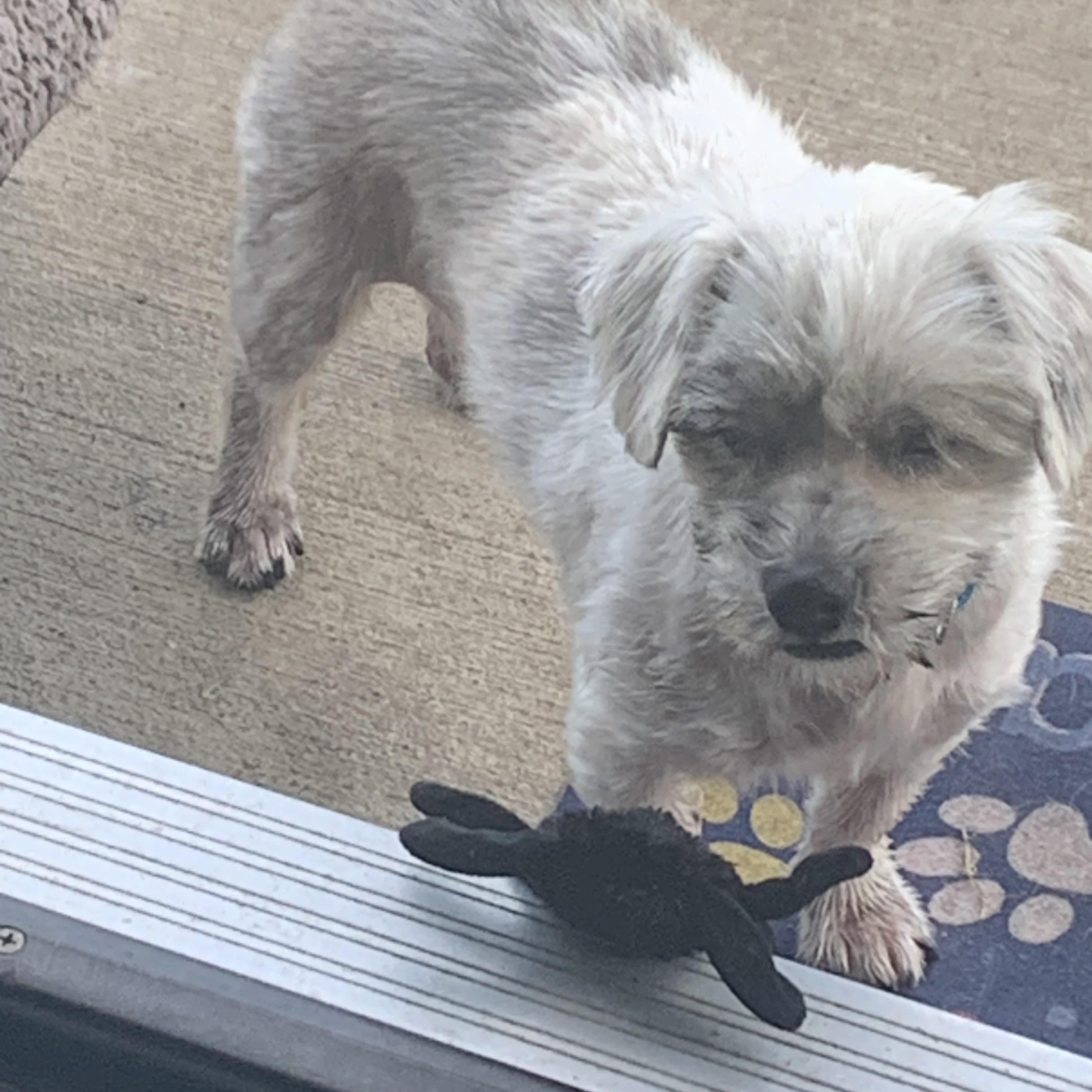 Enlarge Scrappy, a Adopted Terrier in Tacoma, WA image 5/6