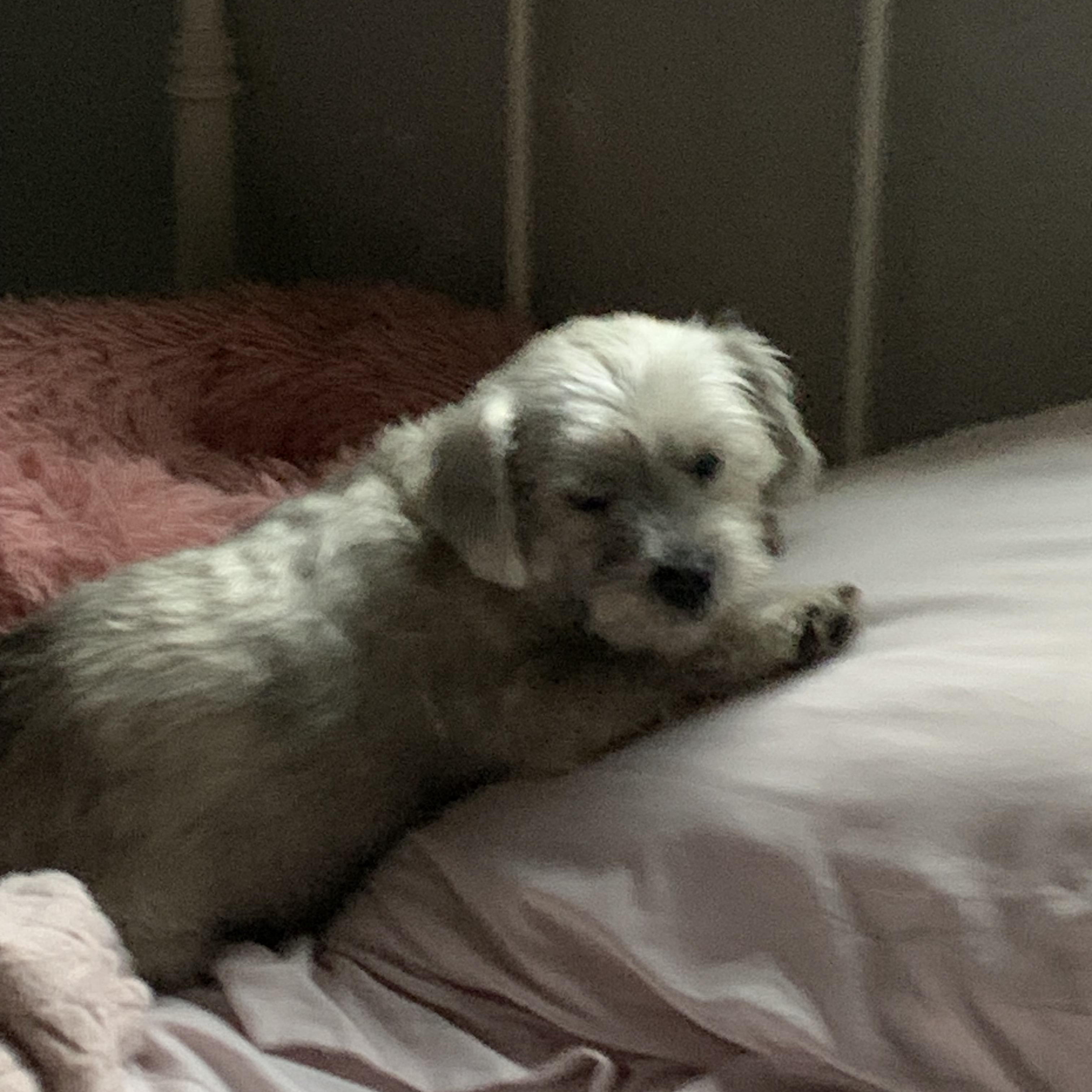 Scrappy, Adopted, Young Male Terrier.