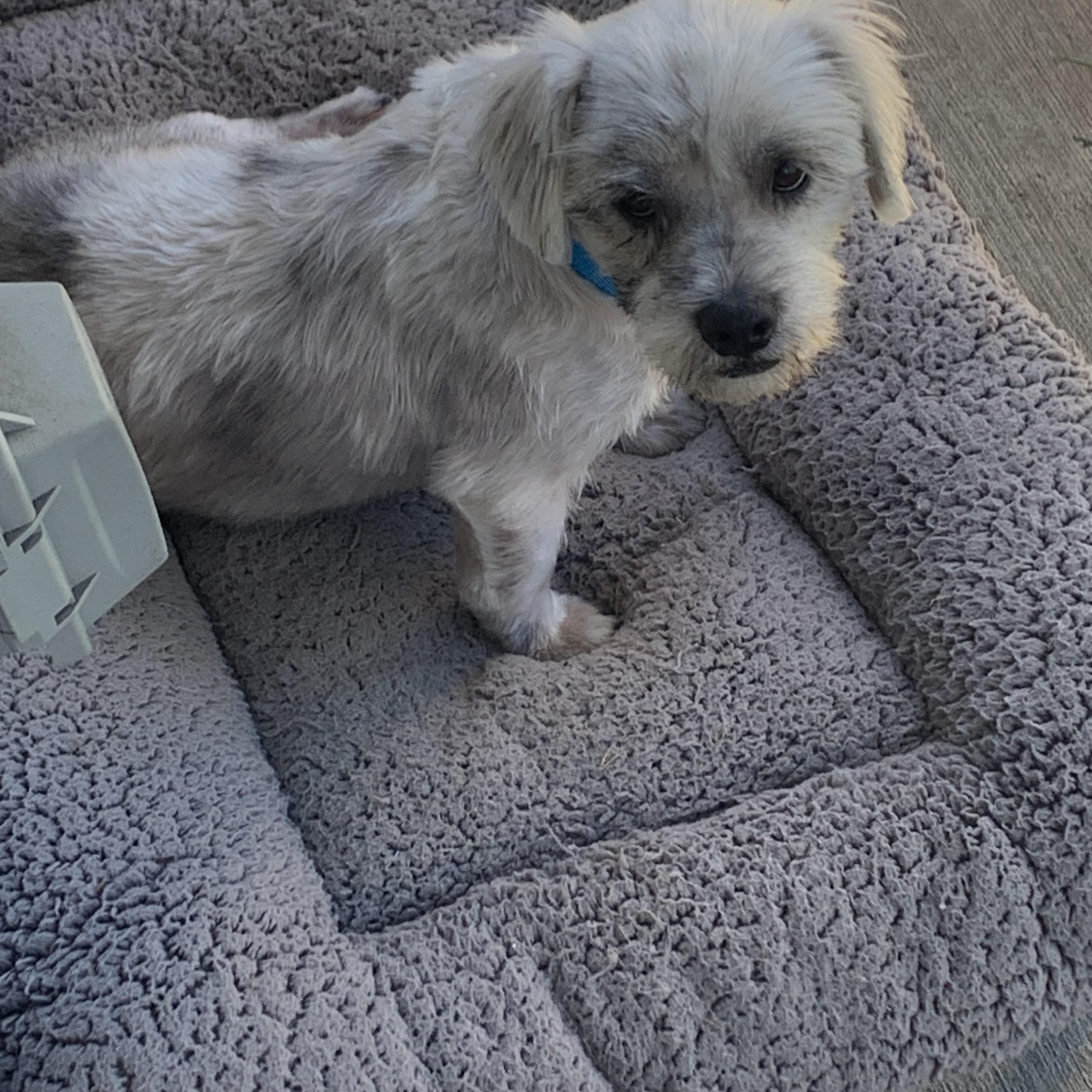 Enlarge Scrappy, a Adopted Terrier in Tacoma, WA image 3/6