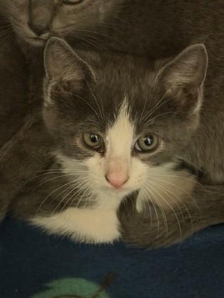 Day, Adoptable, Kitten Male Domestic Short Hair & Domestic Short Hair.