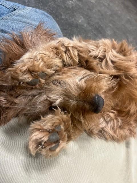 Enlarge Lucy, a Adopted Goldendoodle in Fredericksburg, PA image 3/6