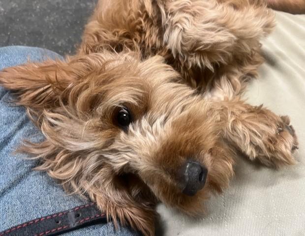 Enlarge Lucy, a Adopted Goldendoodle in Fredericksburg, PA image 2/6