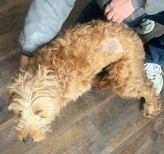 Enlarge Lucy, a Adopted Goldendoodle in Fredericksburg, PA image 6/6