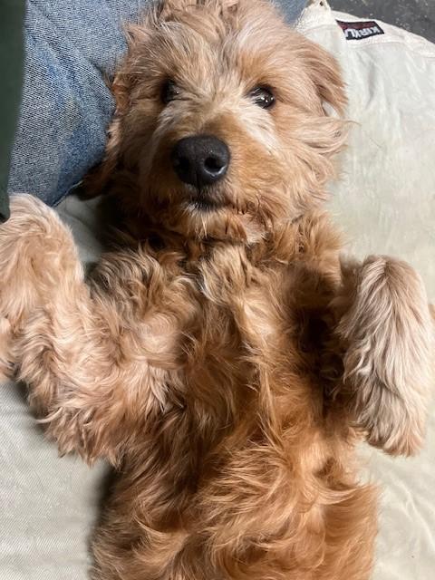 Enlarge Lucy, a Adopted Goldendoodle in Fredericksburg, PA image 1/6