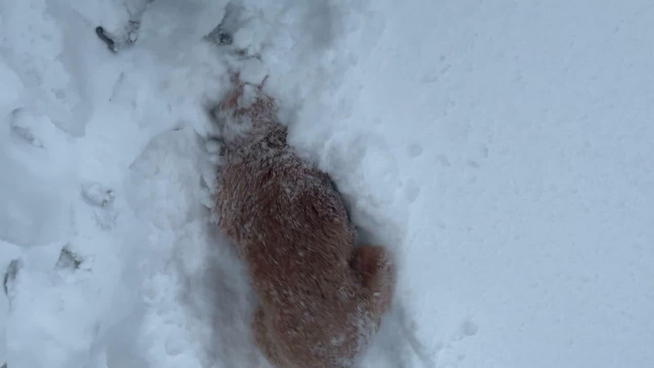 Enlarge Lucy, a Adopted Goldendoodle in Fredericksburg, PA video 4/6