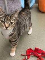 Enlarge Patch, a Adoptable Domestic Short Hair in Maidens, VA image 1/2