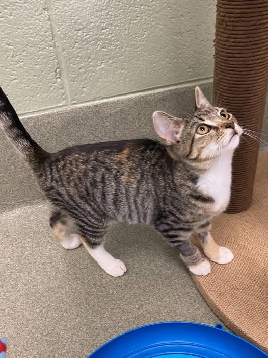 Enlarge Patch, a Adoptable Domestic Short Hair in Maidens, VA image 2/2