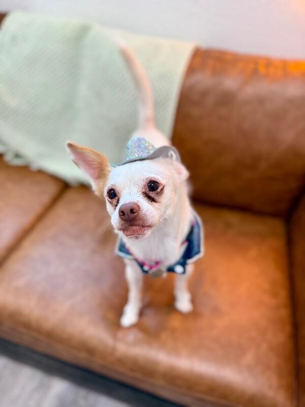 Annie Oakley, a Adoptable mixed breed in Friendswood, TX image 1/2