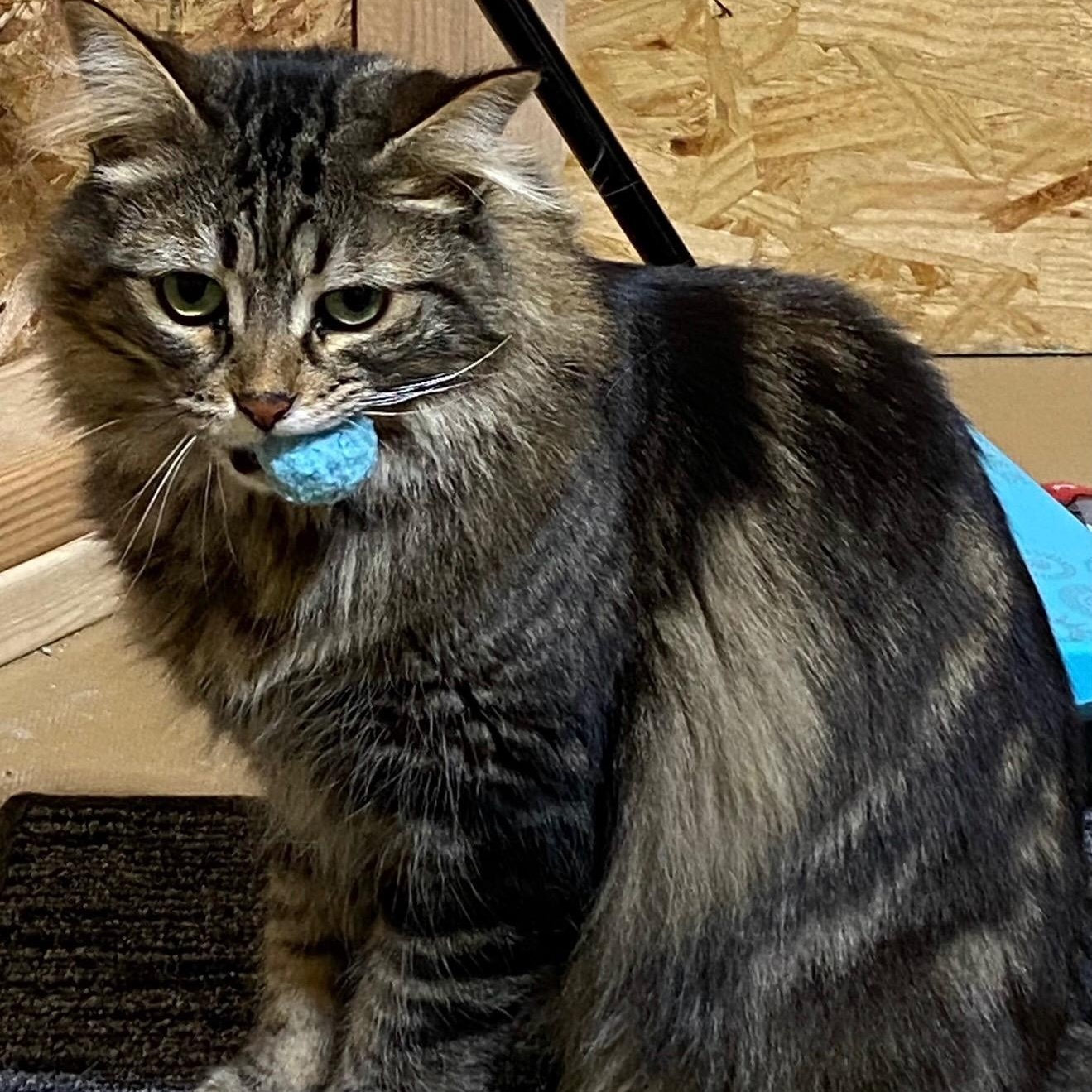 Enlarge Peanut, a Adoptable mixed breed in Evans City, PA image 1/1