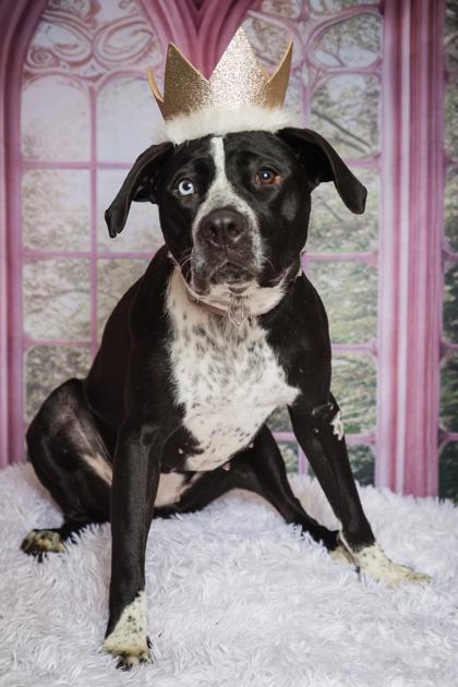 Princess, Adoptable, Young Female Mixed Breed.