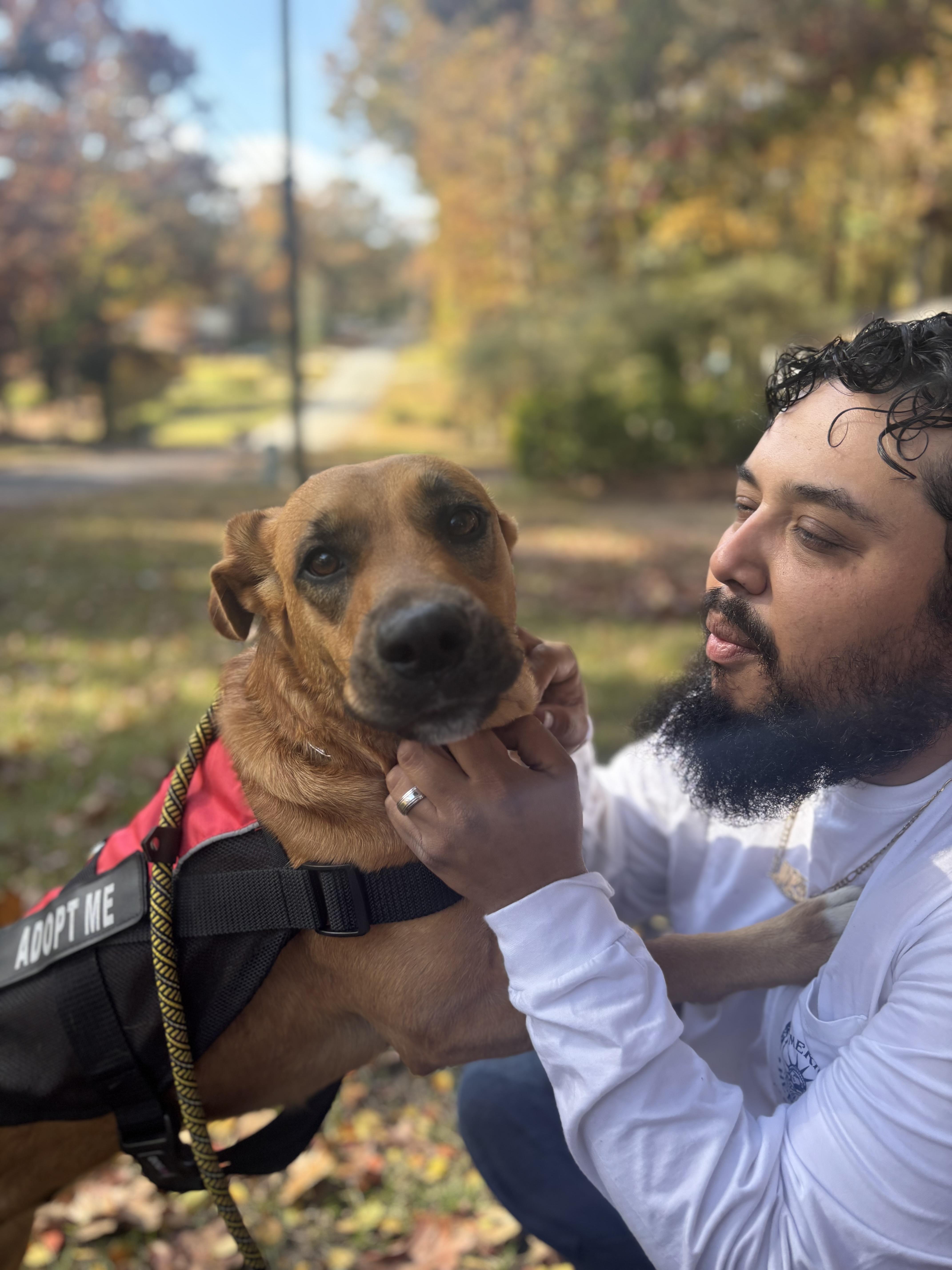 Enlarge Goldie 406, a Adoptable mixed breed in Winder, GA image 1/3