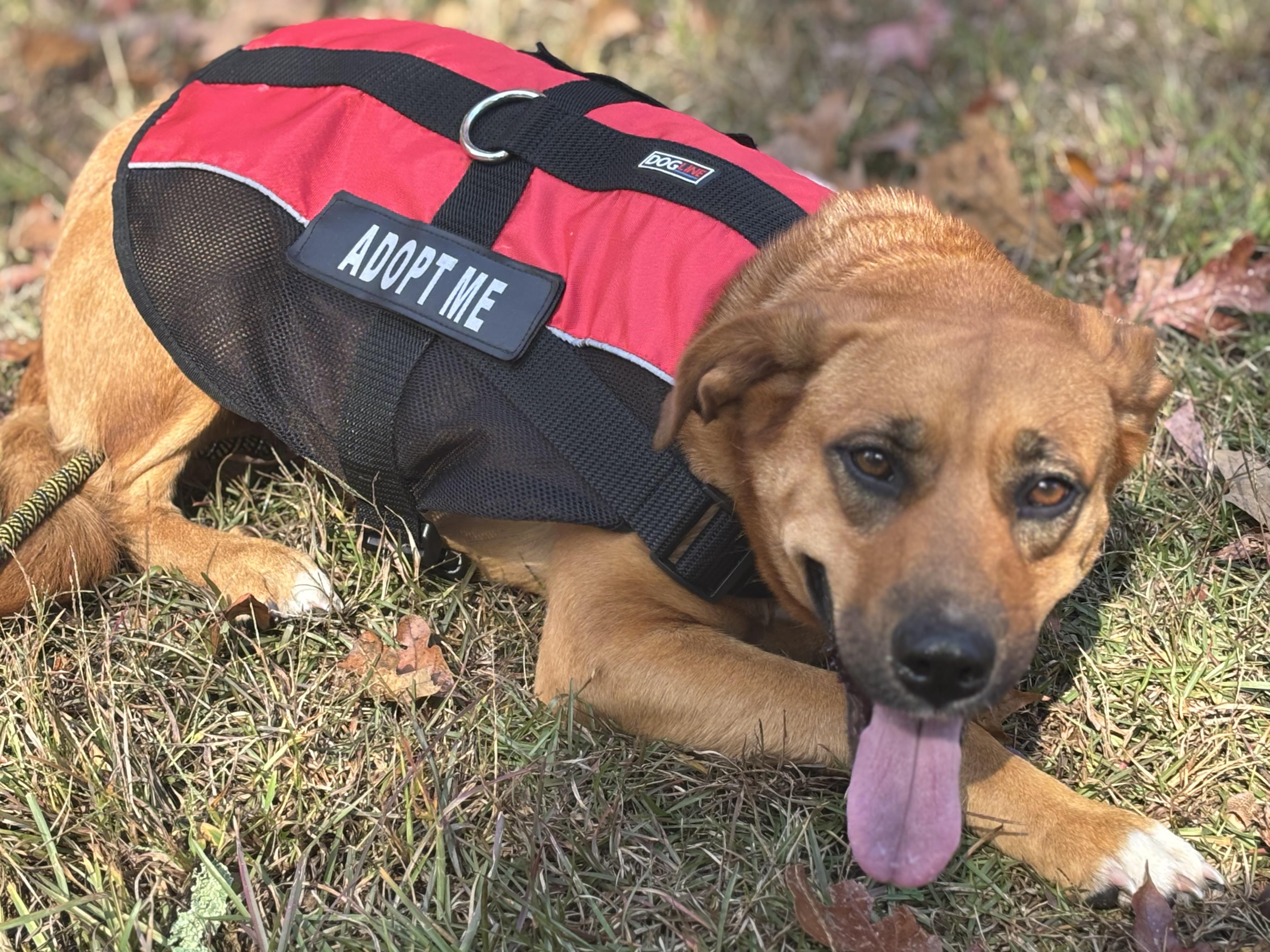 Enlarge Goldie 406, a Adoptable mixed breed in Winder, GA image 2/3