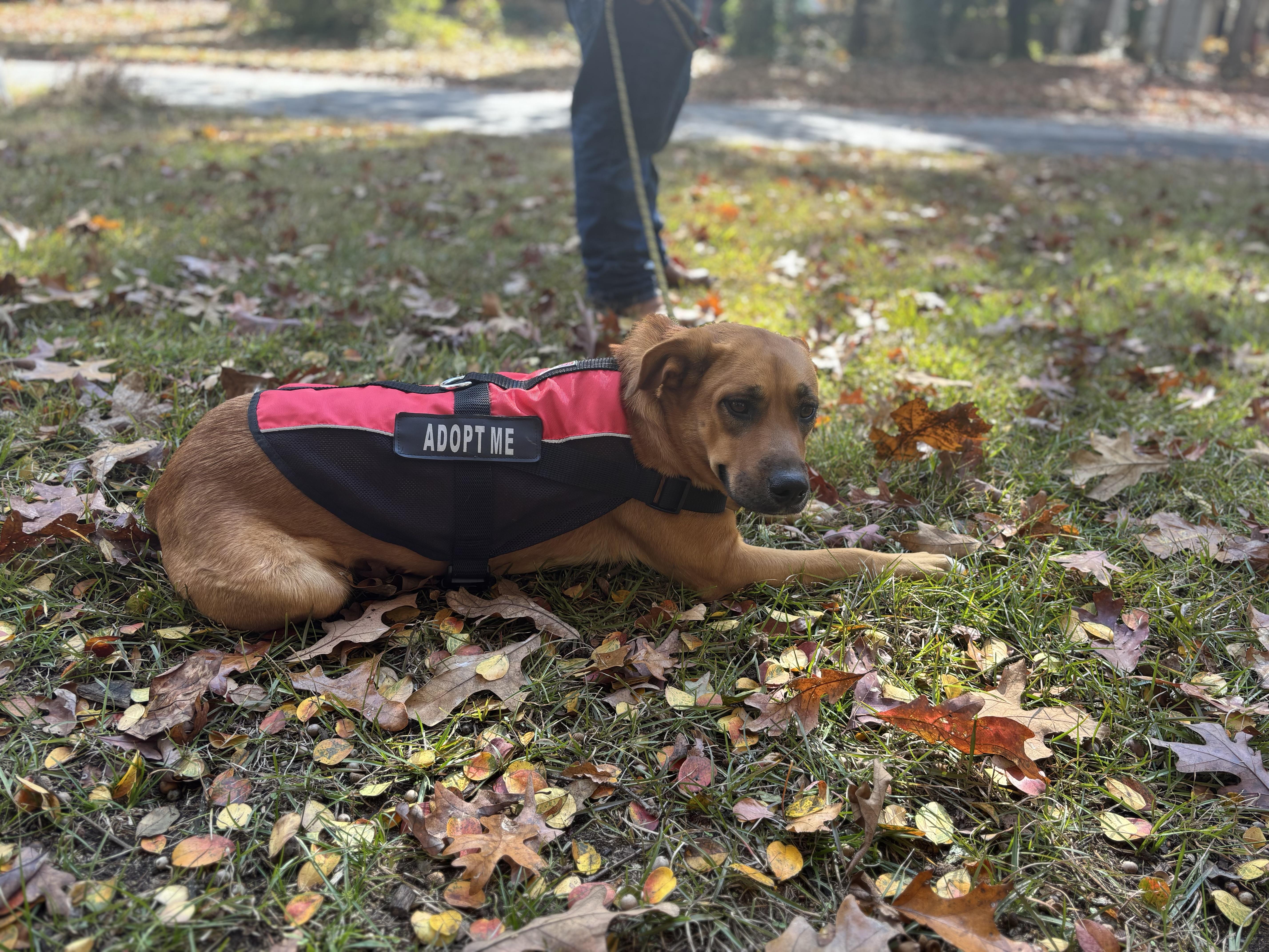 Enlarge Goldie 406, a Adoptable mixed breed in Winder, GA image 3/3