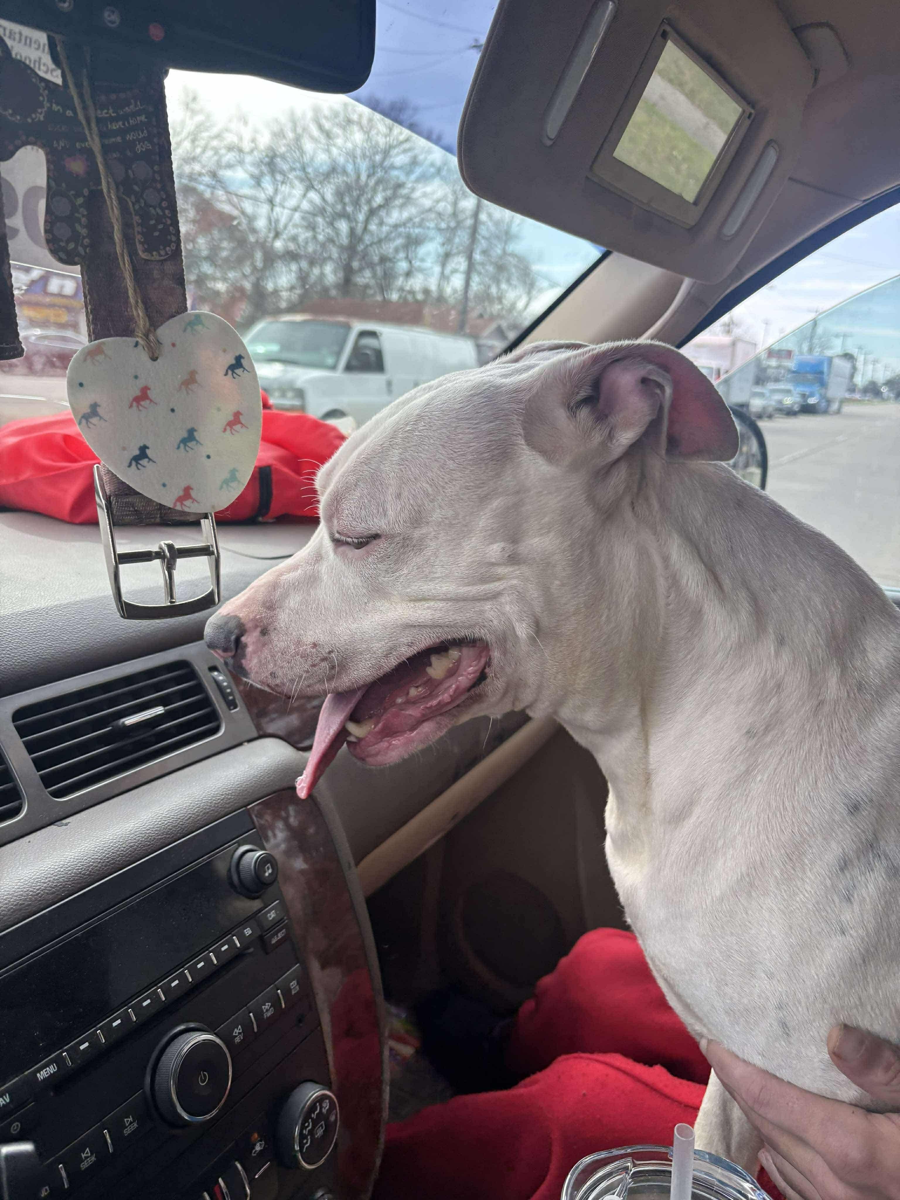 Mazi, Adoptable, Adult Female Mixed Breed.