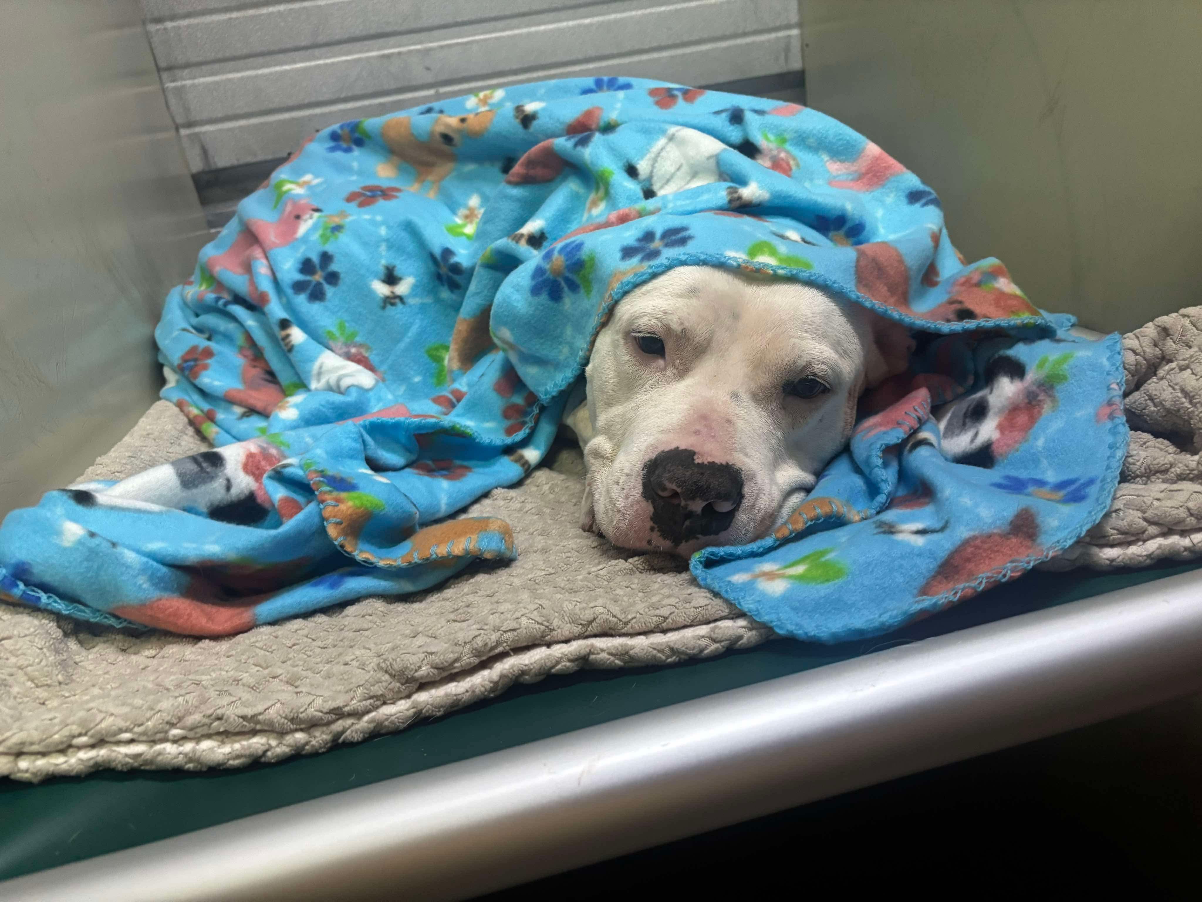 Mazi, a Adoptable Mixed Breed in Rayne, LA image 3/3