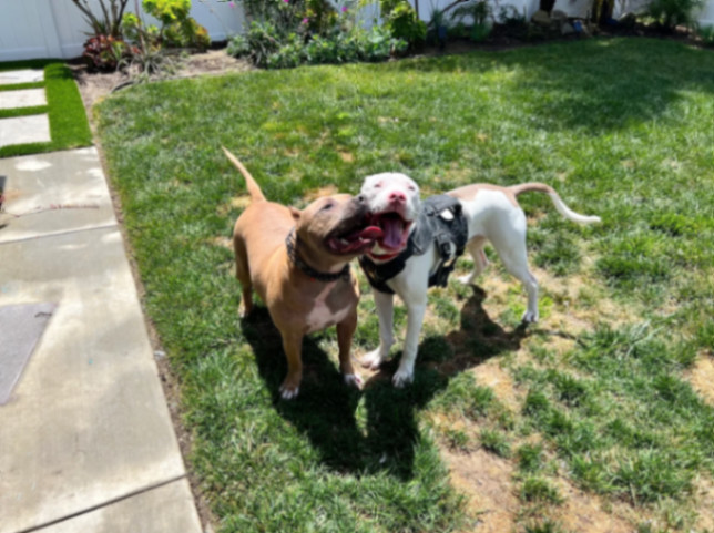 Dean Keaton, Adoptable, Young Male Pit Bull Terrier.