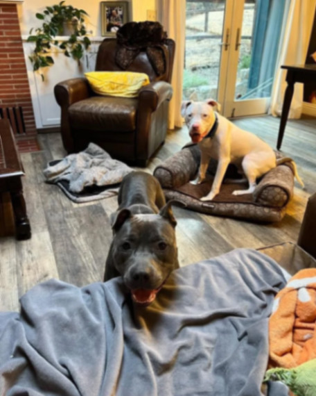 Dean Keaton, a Adoptable Pit Bull Terrier in La Habra, CA image 2/6