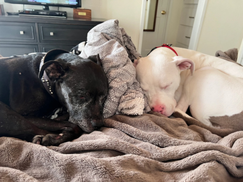 Dean Keaton, a Adoptable Pit Bull Terrier in La Habra, CA image 4/6