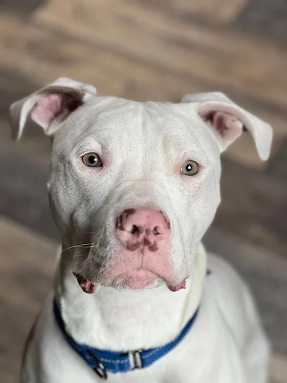 Dean Keaton, a Adoptable Pit Bull Terrier in La Habra, CA image 5/6