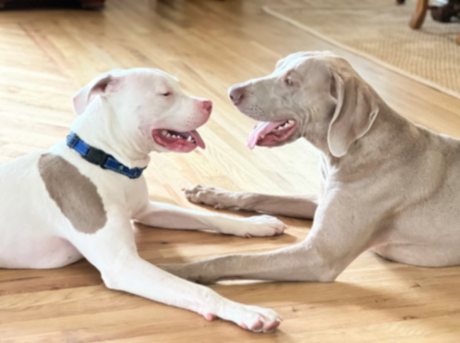 Dean Keaton, a Adoptable Pit Bull Terrier in La Habra, CA image 6/6