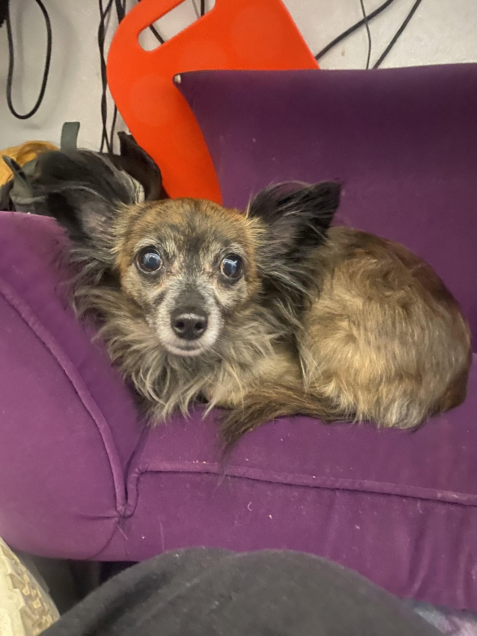 Lily, Adopted, Adult Female Chihuahua.