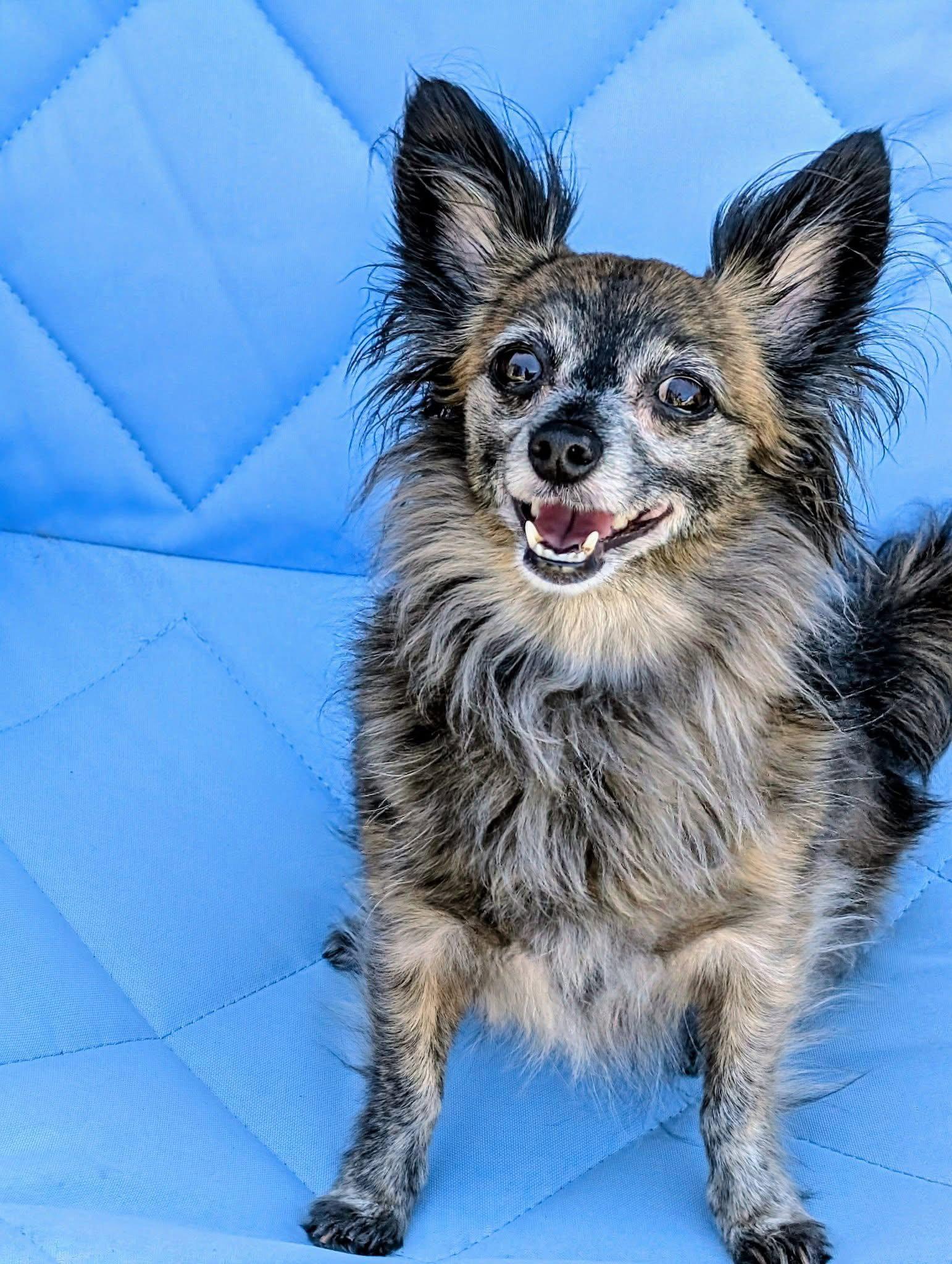 Enlarge Lily, a Adopted Chihuahua in San Francisco, CA image 2/3