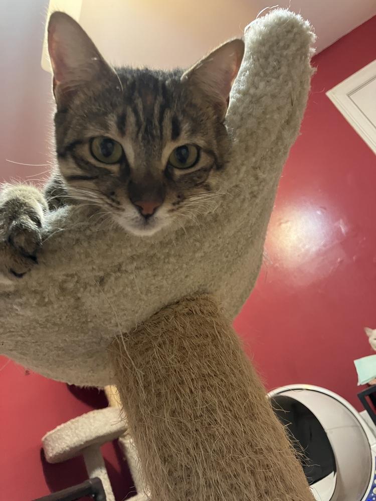 Enlarge Nosa, a Adoptable mixed breed in WOLCOTT, CT image 2/6