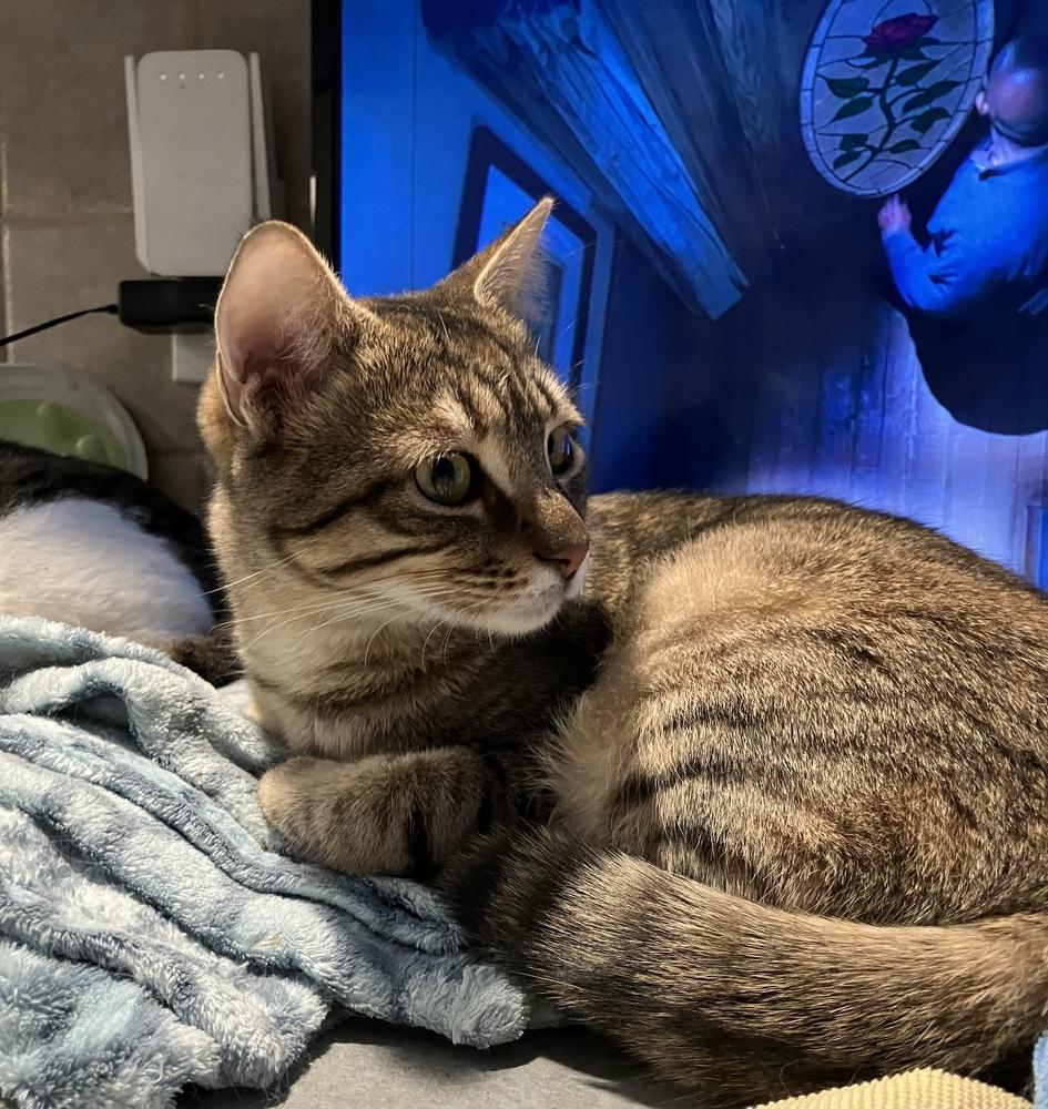 Enlarge Nosa, a Adoptable mixed breed in WOLCOTT, CT image 3/6