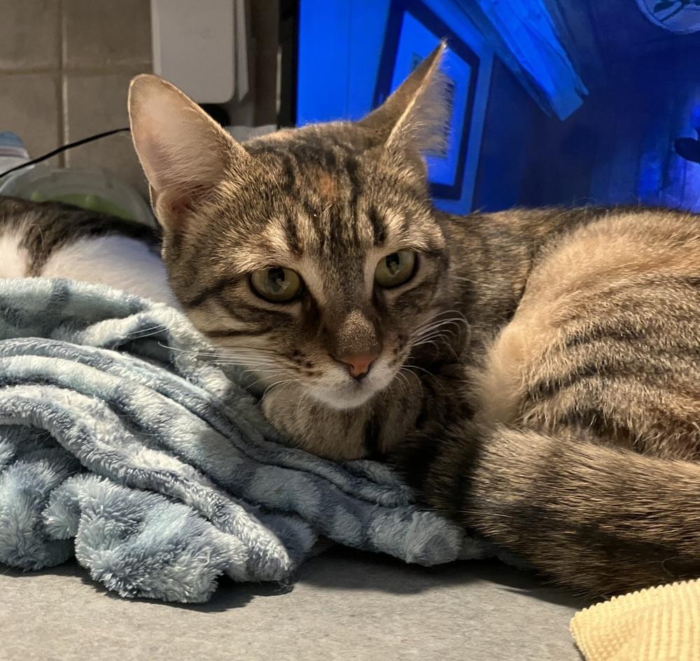 Enlarge Nosa, a Adoptable mixed breed in WOLCOTT, CT image 4/6