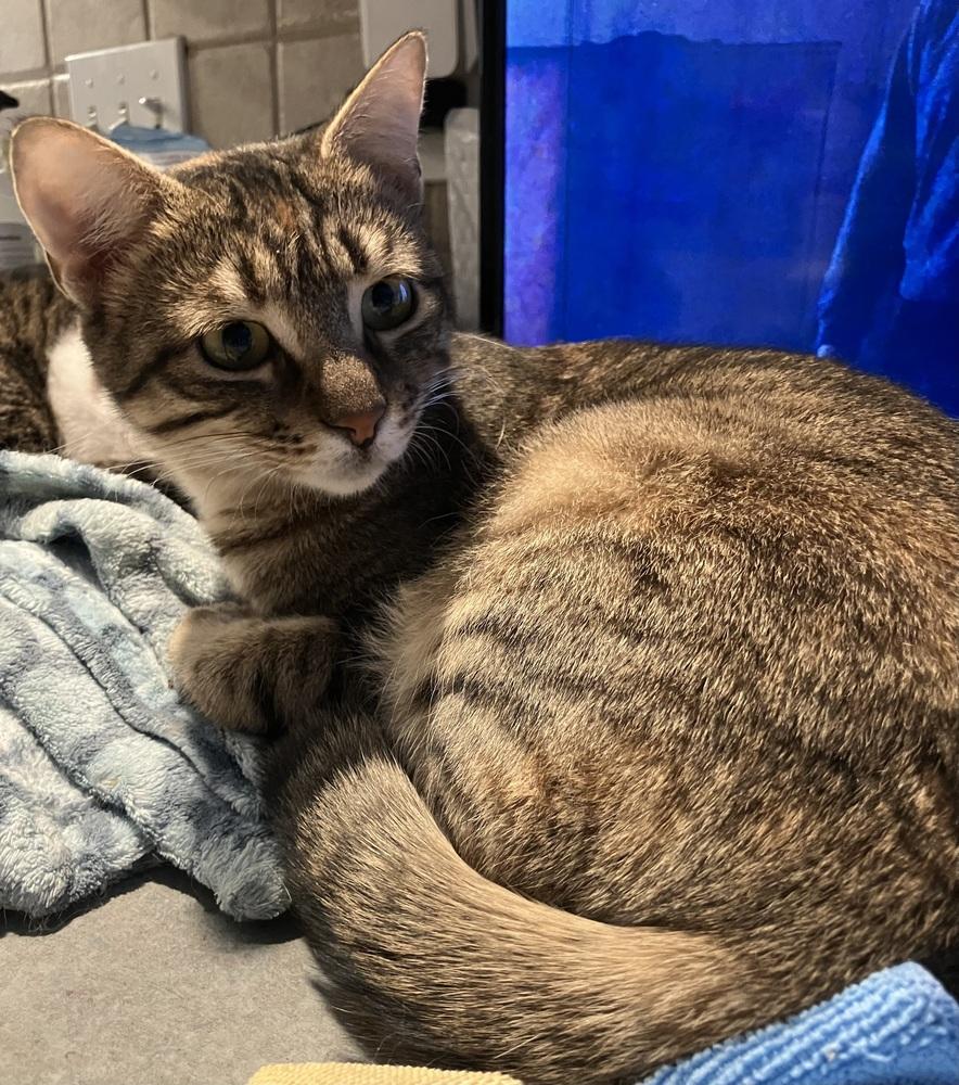 Enlarge Nosa, a Adoptable mixed breed in WOLCOTT, CT image 6/6