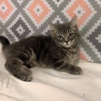 Sabrina, Baby Female Domestic Medium Hair