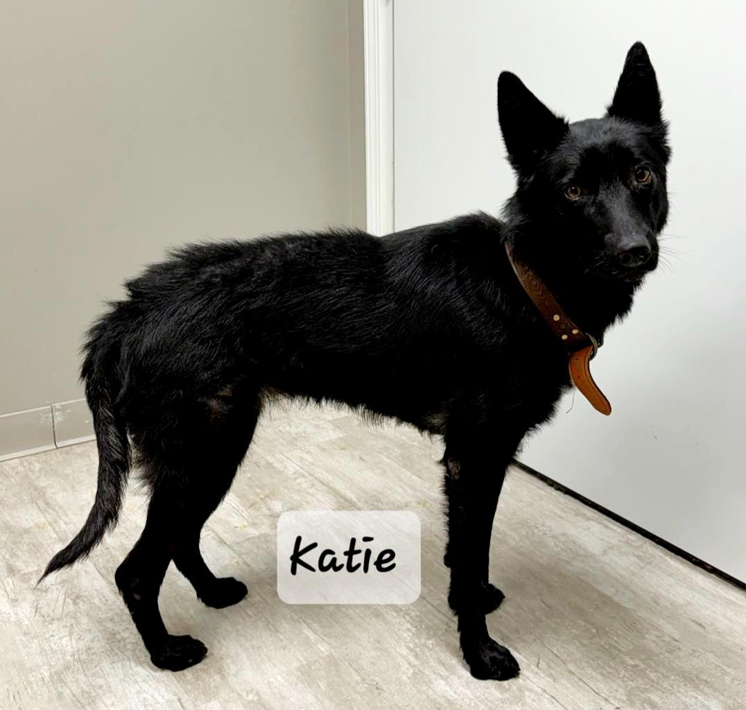 Enlarge Katie, a ADOPTABLE mixed breed in Urbana, OH image 1/1