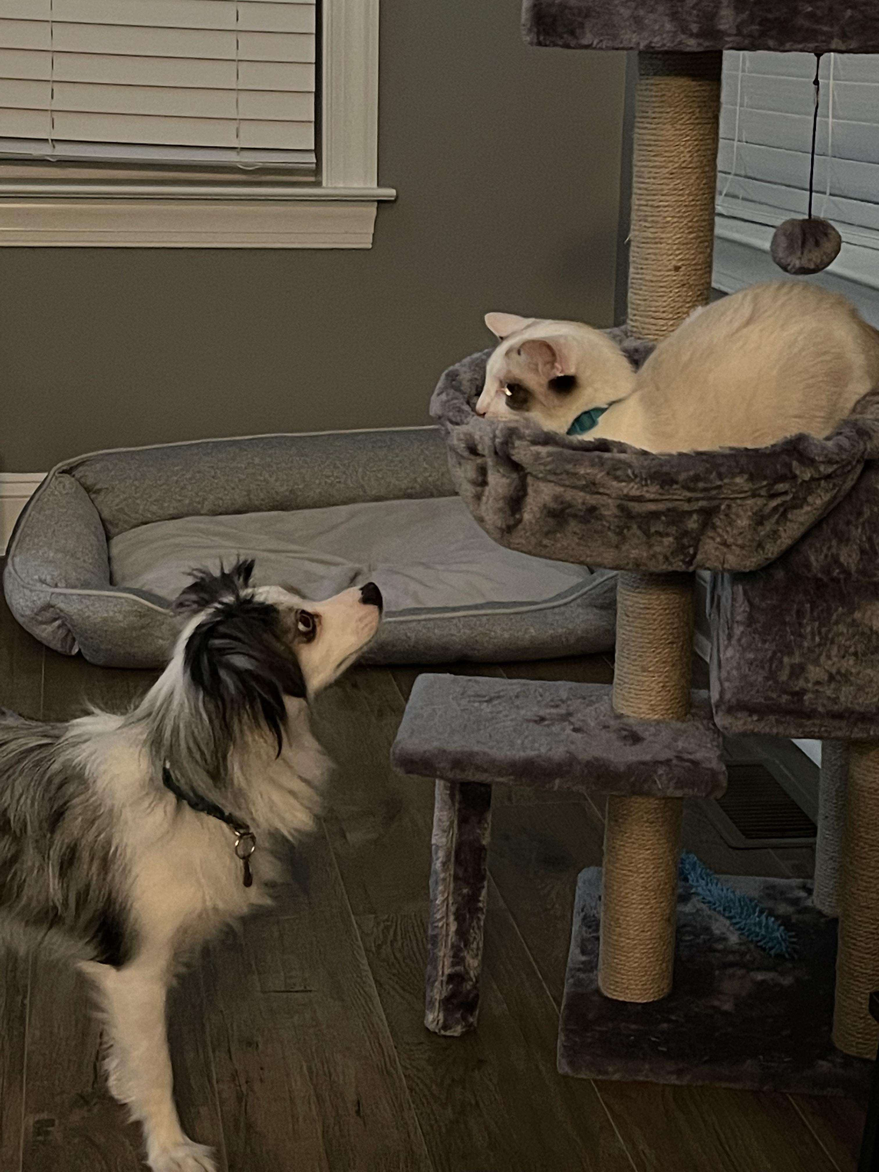 Luna and Nyx, a ADOPTABLE Australian Shepherd in Alexandria, VA image 4/6