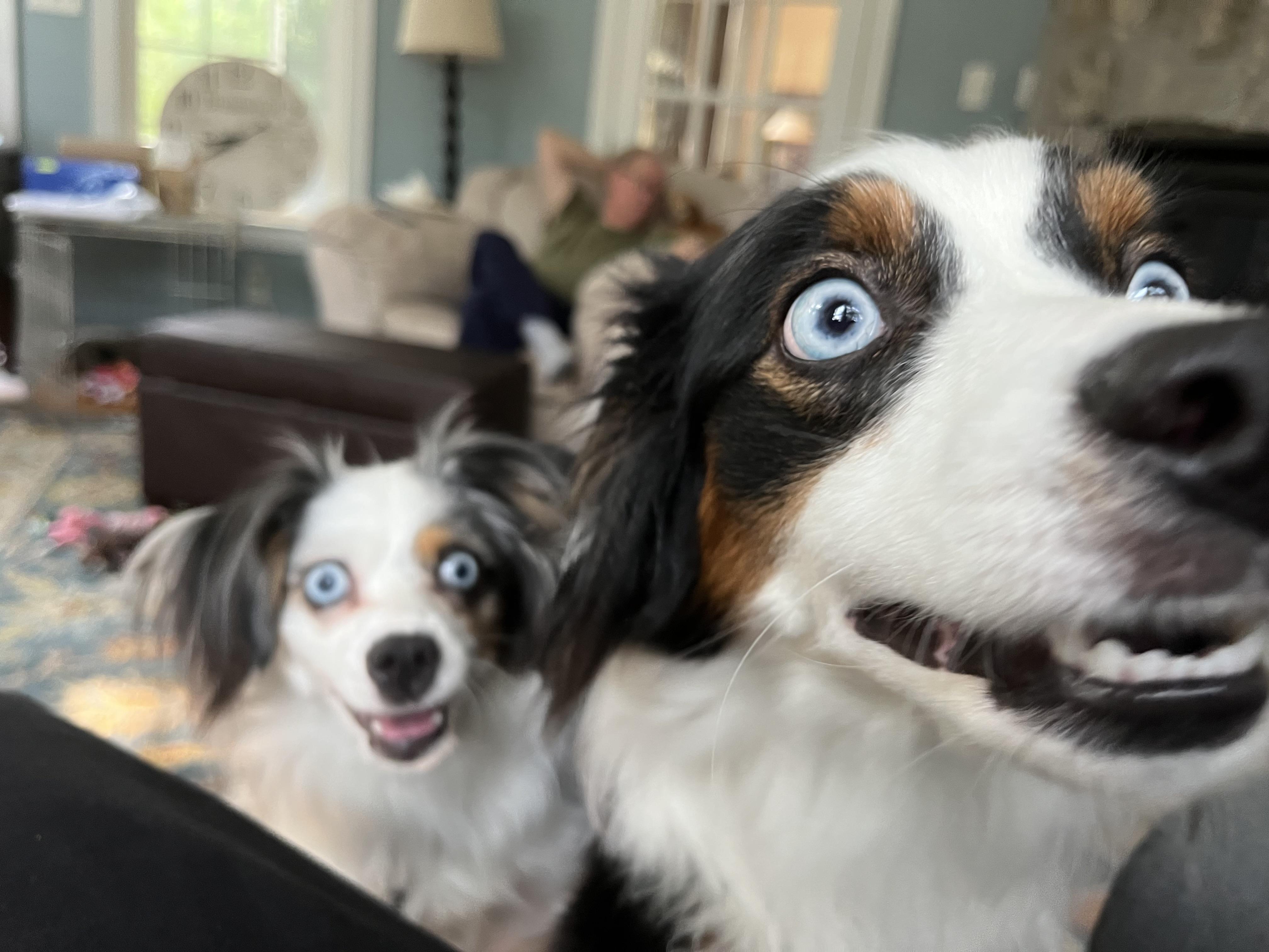 Luna and Nyx, a ADOPTABLE Australian Shepherd in Alexandria, VA image 6/6