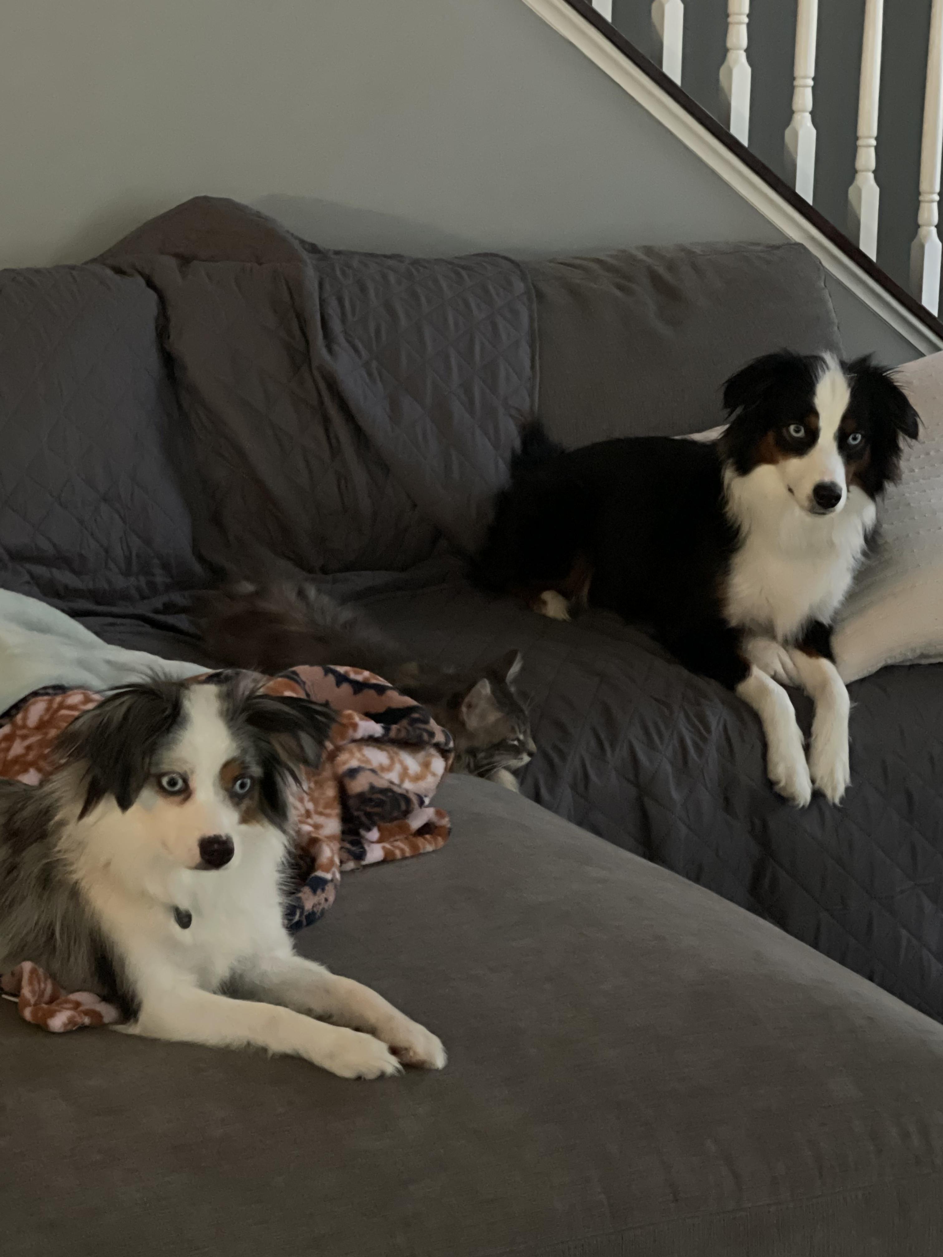 Luna and Nyx, ADOPTABLE, Adult Female Australian Shepherd.