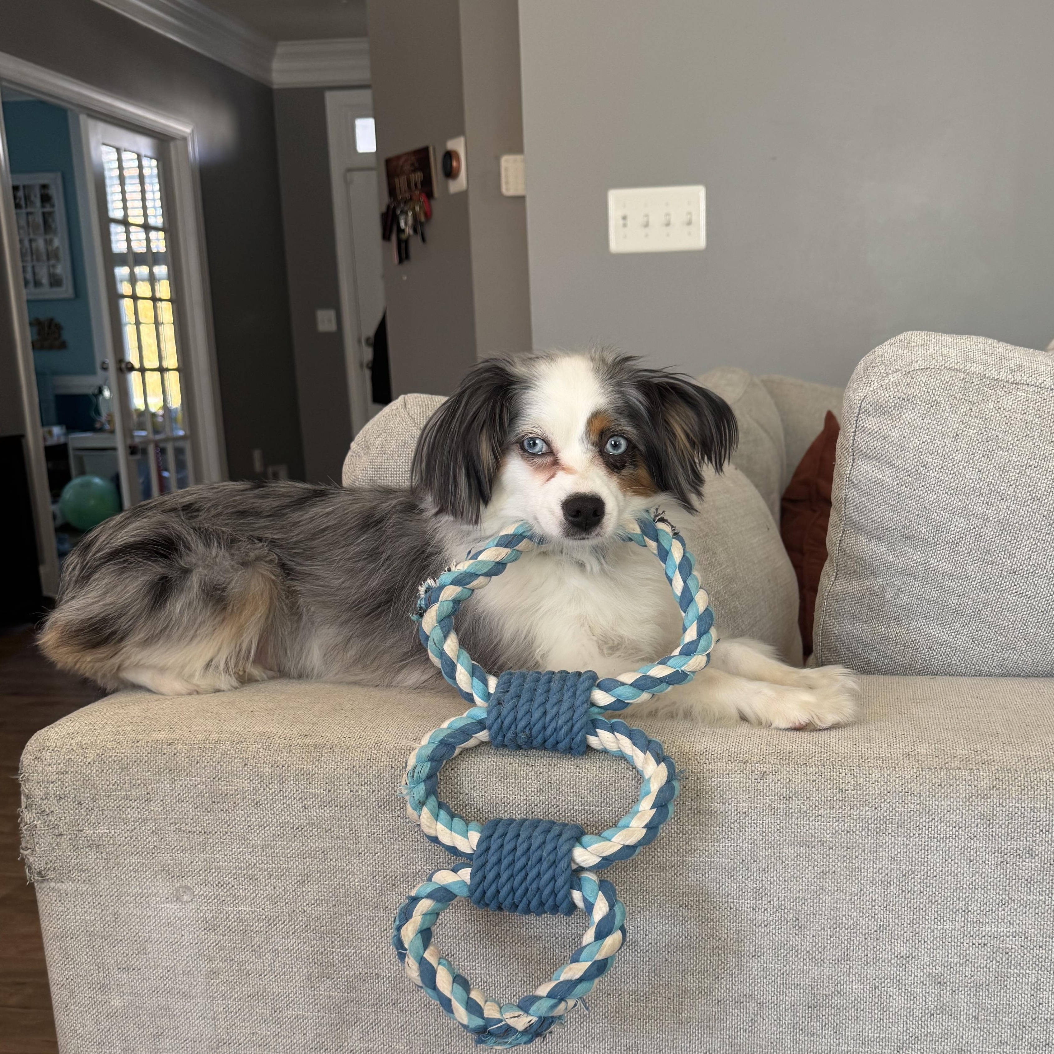 Luna and Nyx, a ADOPTABLE Australian Shepherd in Alexandria, VA image 2/6