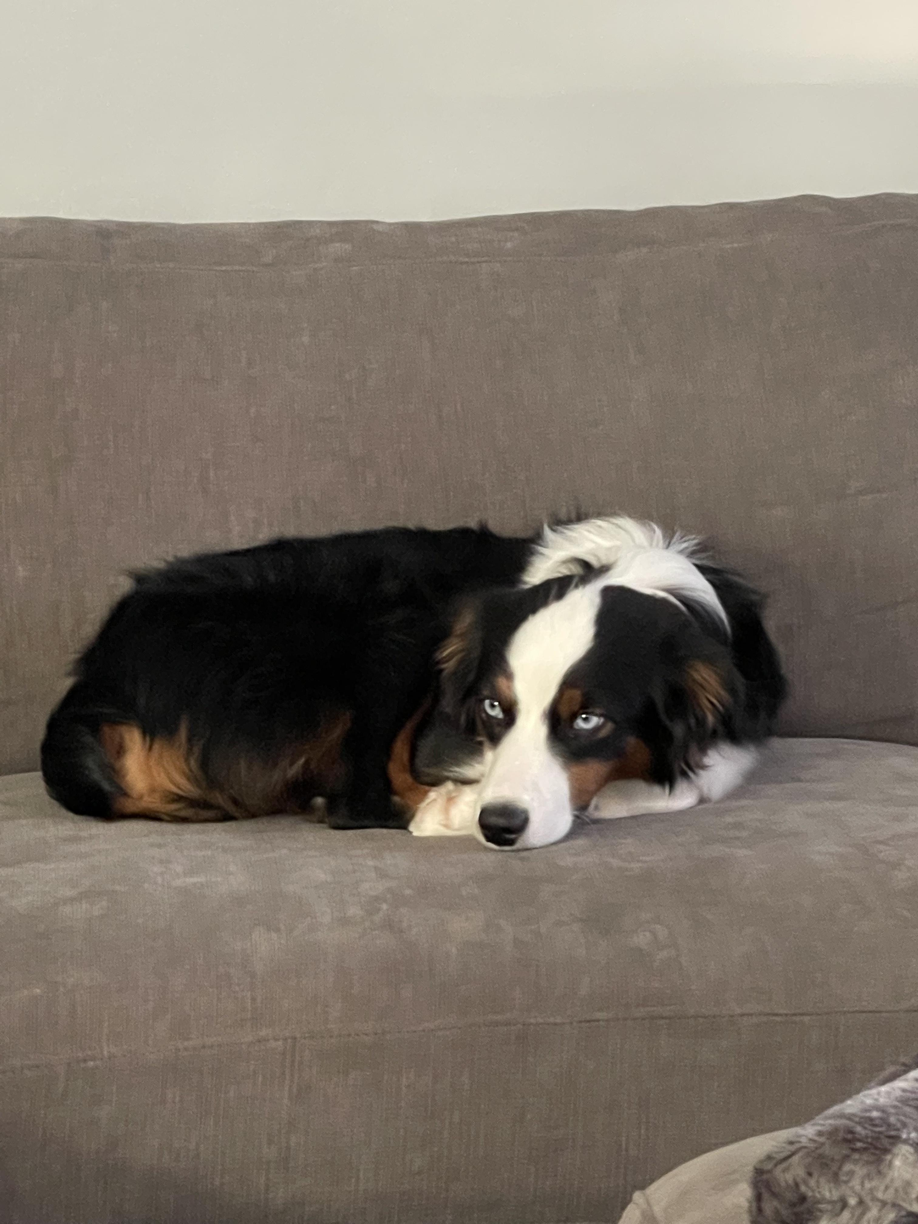 Luna and Nyx, a ADOPTABLE Australian Shepherd in Alexandria, VA image 5/6