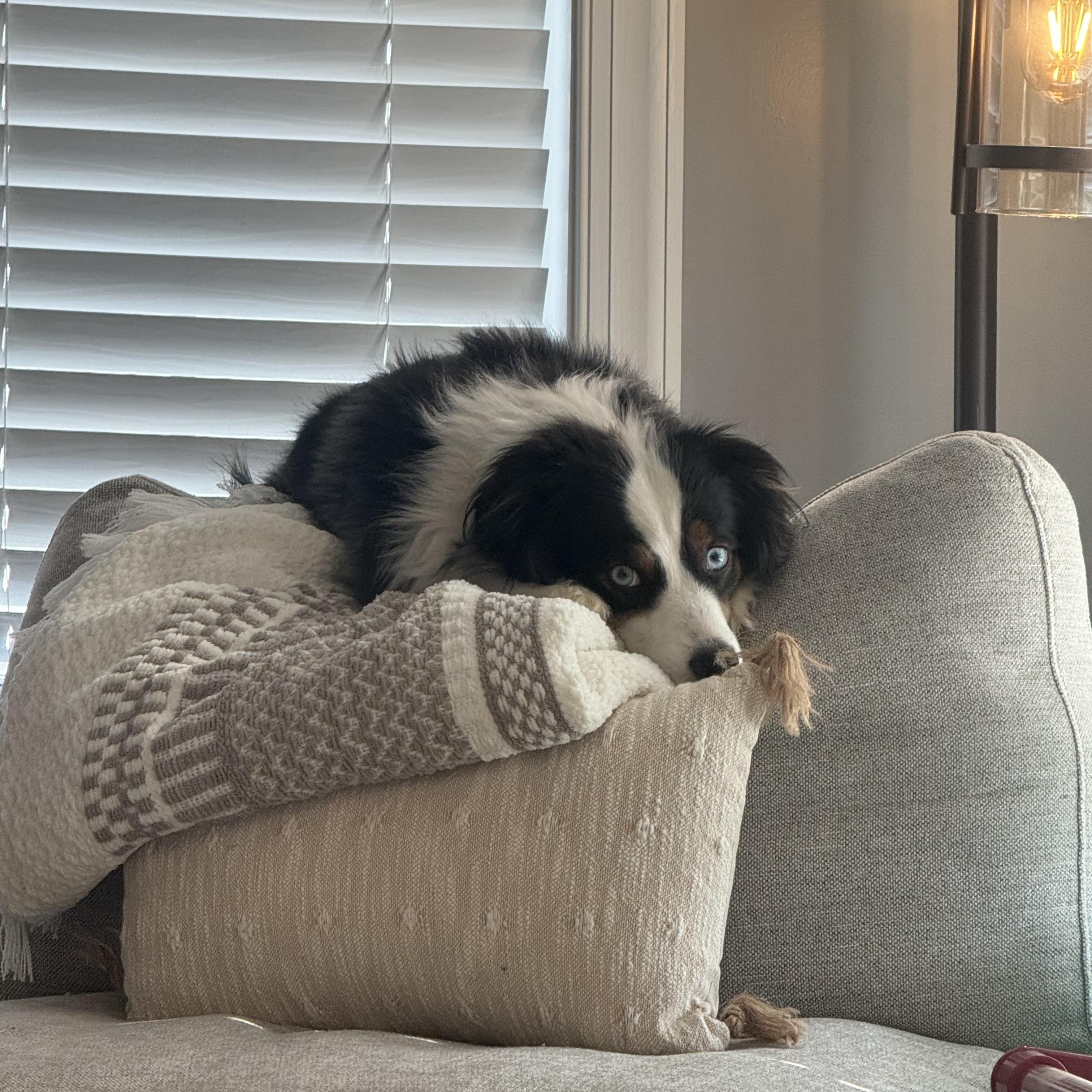 Luna and Nyx, a ADOPTABLE Australian Shepherd in Alexandria, VA image 3/6