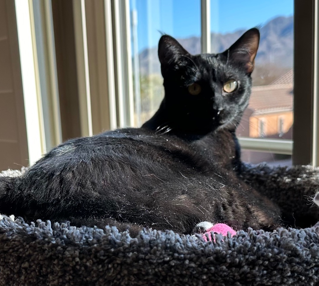 Enlarge Olivia and Chatali, a Adoptable American Shorthair image 4/5