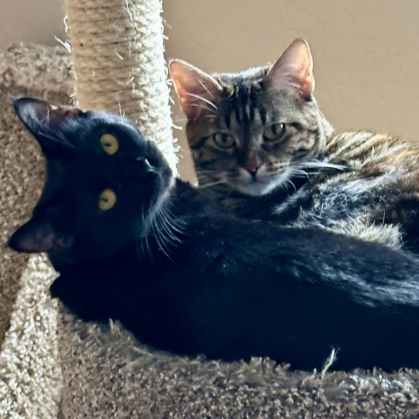 Olivia and Chatali, Adoptable, Young Female American Shorthair.